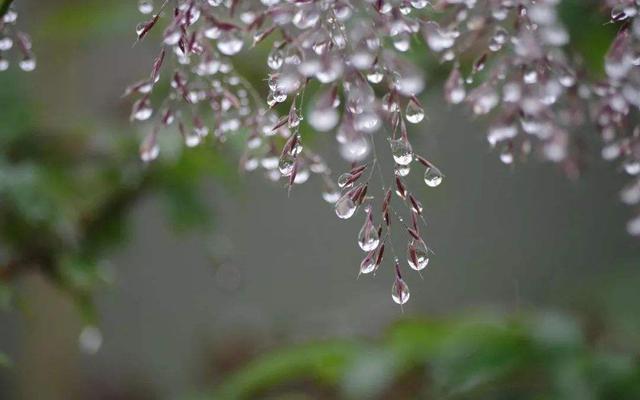 大雁南飞是什么季节，大雁南飞是什么季节?( ) A春秋 B春夏 C秋冬 D冬春（带你走进诗词里的节气）