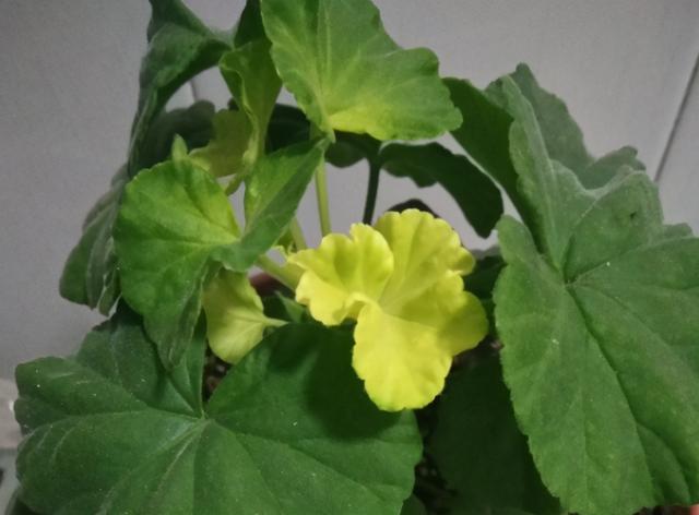 栀子花叶子发黄是什么原因，栀子花叶子发黄的原因是什么（栀子花叶子发黄）