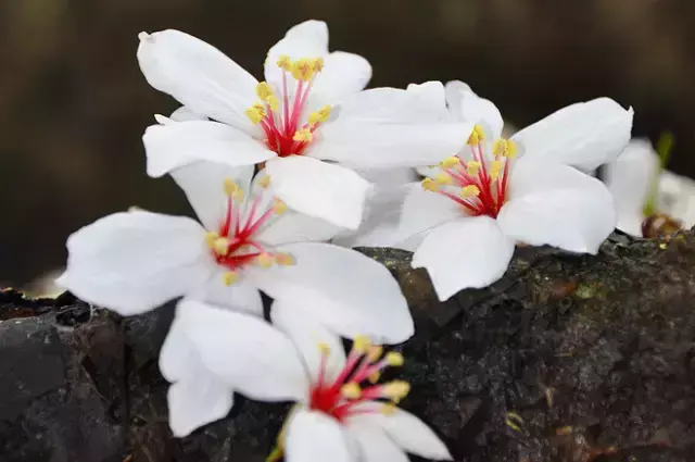 各种花开放的时间（100种常见花的花开时间附图）