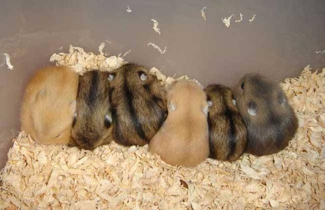 金丝熊打喷嚏怎么回事，金丝熊像打喷嚏一样是怎么回事（到底有没有呀<二>）