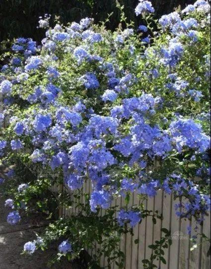 类似爬山虎的植物有哪些，除了爬山虎还有什么植物（7种超强繁育能力爬墙花）