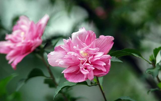 日本的花和花语，日本兰花花语（200种花卉的花语汇总）