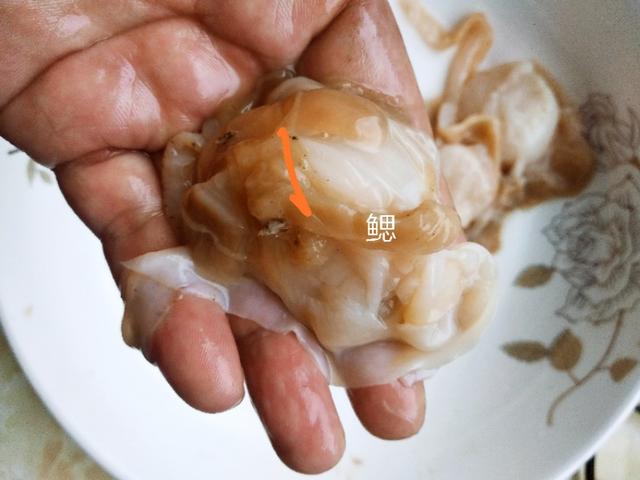 扇贝怎么洗干净又好吃，只要把这两个部位清理干净