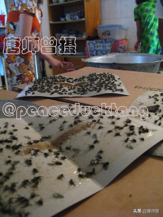 蛆长大了变成什么，20201204唐师曾