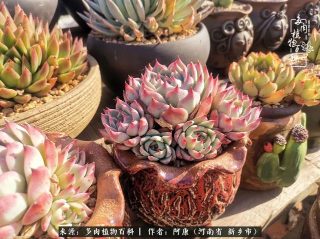 2021九·一八事变是多少周年，2021年是九一八事变的几周年（献给2021最好的春天）