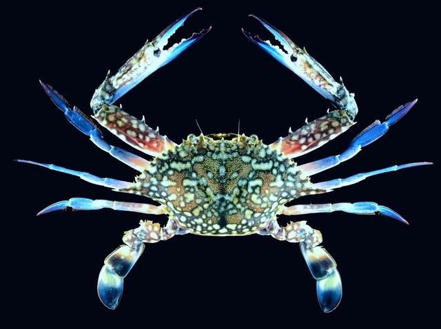 梭子是什么样的，梭子是啥玩意儿（生物相册•散落全世界的远亲）