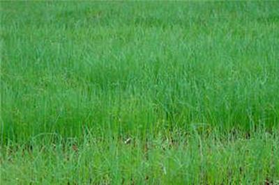 洋葱什么时候收获，洋葱几月份收获（洋葱种植时间和方法）