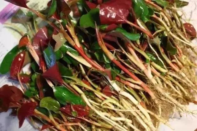 大头菜和卷心菜是一个菜吗，卷心菜和包菜的区别（12种蔬菜的N种四川喊法）