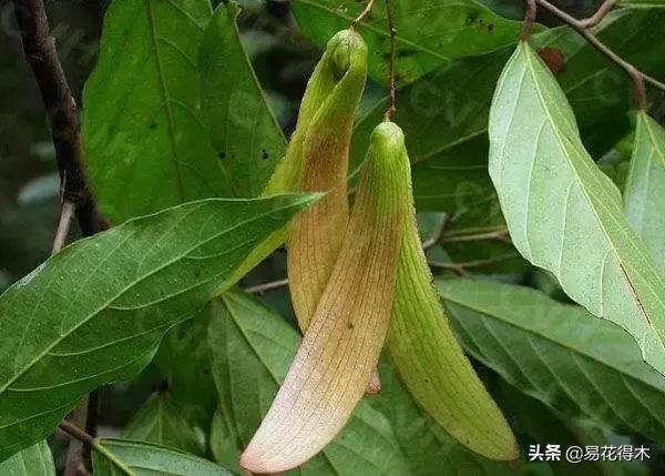 关于坡垒介绍，水坡垒和油坡垒有什么区别（国家一级濒危珍稀植物：坡垒）