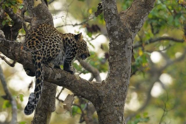 最大的犬科动物，世界上最大的犬科动物是什么（科学论证猫科和犬科谁厉害）