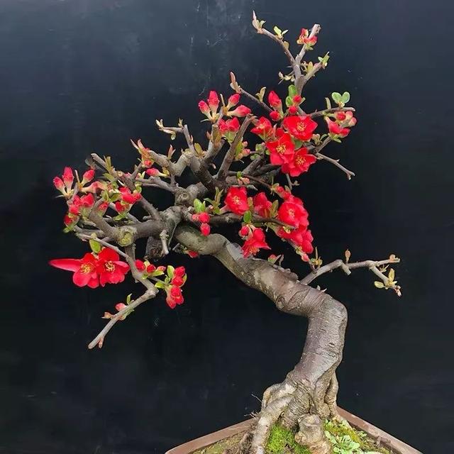 我国国花是什么花，中国国花是什么花（中国国花是什么花）