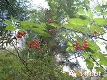 白牛胆的功效与作用，白牛胆的功效与作用禁忌（中药图片大全与功效）