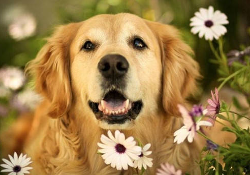 给宠物打预防疫苗到底有多重要，给宠物打疫苗的目的（定期“打疫苗”对狗狗的重要性）