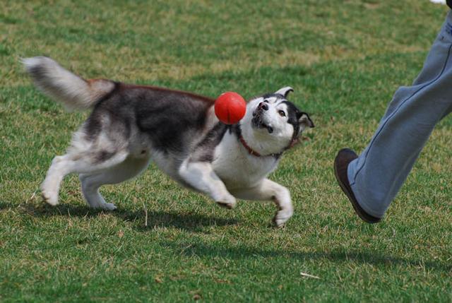 上班族养狗攻略，上班族如何养狗（可是需要注意什么呢）