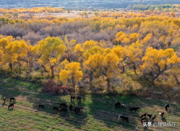 胡杨河市属于什么区，胡杨河市辖区（以胡杨命名的城市——新疆胡杨河市）
