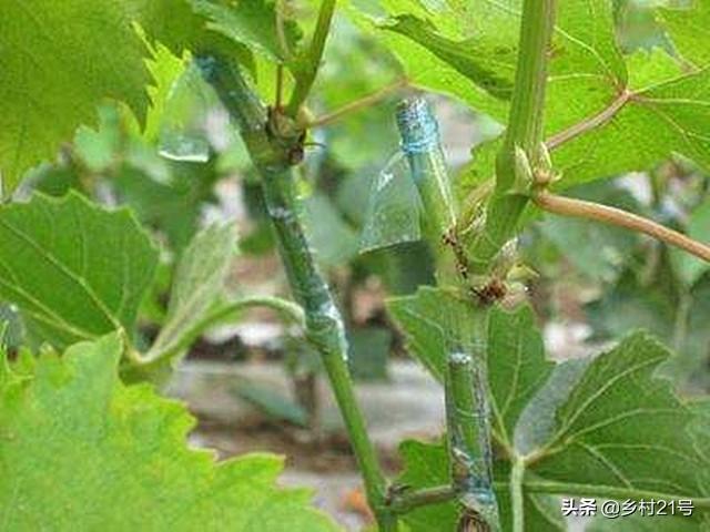 葡萄树怎么嫁接，嫁接葡萄树方法视频（葡萄嫁接种植有妙招）