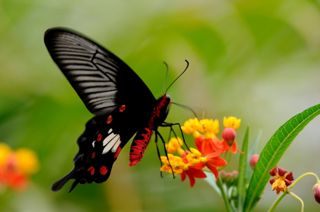 蝴蝶生活习性，蝴蝶王国（蝴蝶的生活环境和特点）