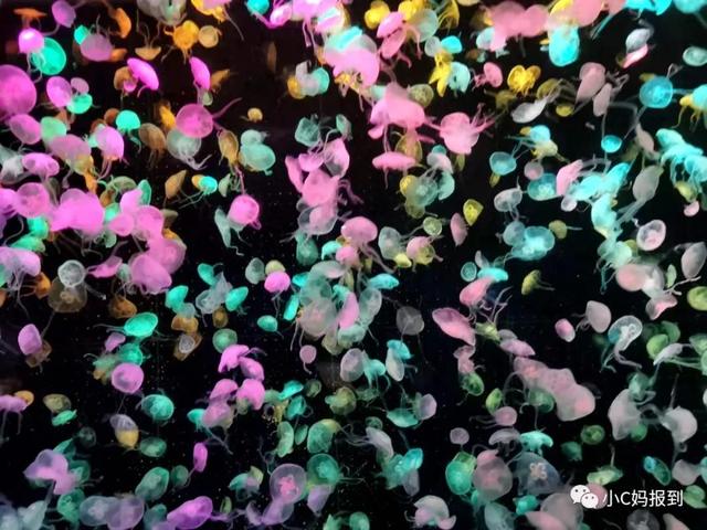 珠海长隆游玩攻略，珠海长隆游玩攻略图（带娃去珠海长隆该怎么玩）