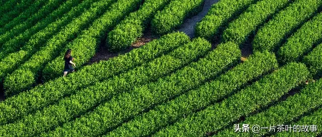 对茶的别称雅号，茶的雅称，你知道几个