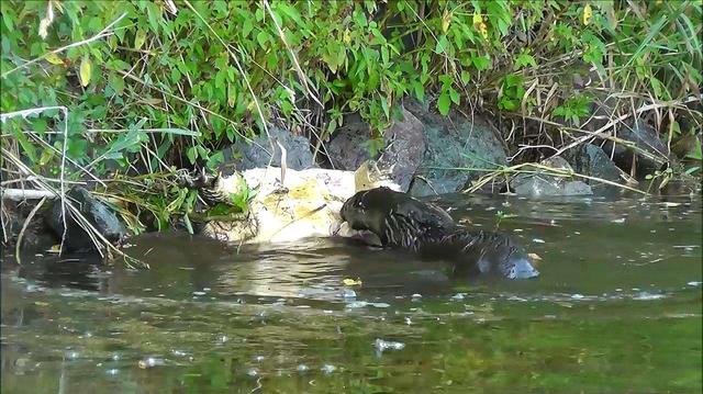 乌龟最怕的三个东西，乌龟怕的三个东西（乌龟最致命的天敌）