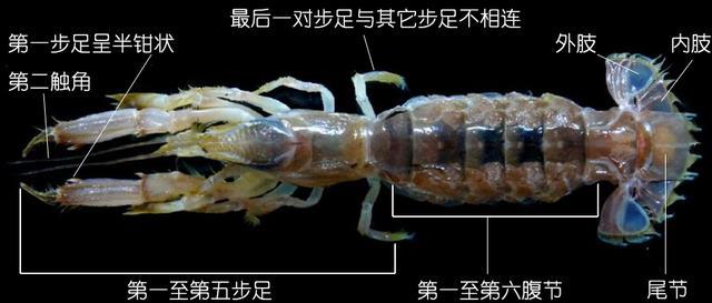 北极甜虾和普通虾的品种区别，如何鉴别对虾、罗氏虾、北极甜虾……一文解决“虾”认识
