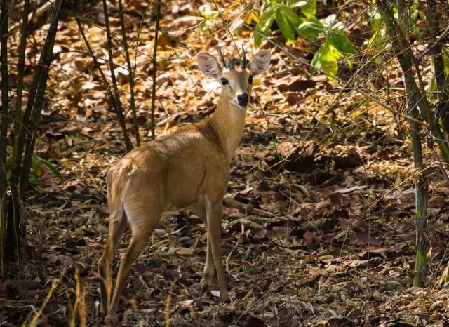 插图出至于杉泽的《观山海》.路线图出至于徐客的白话彩图《山海经》.