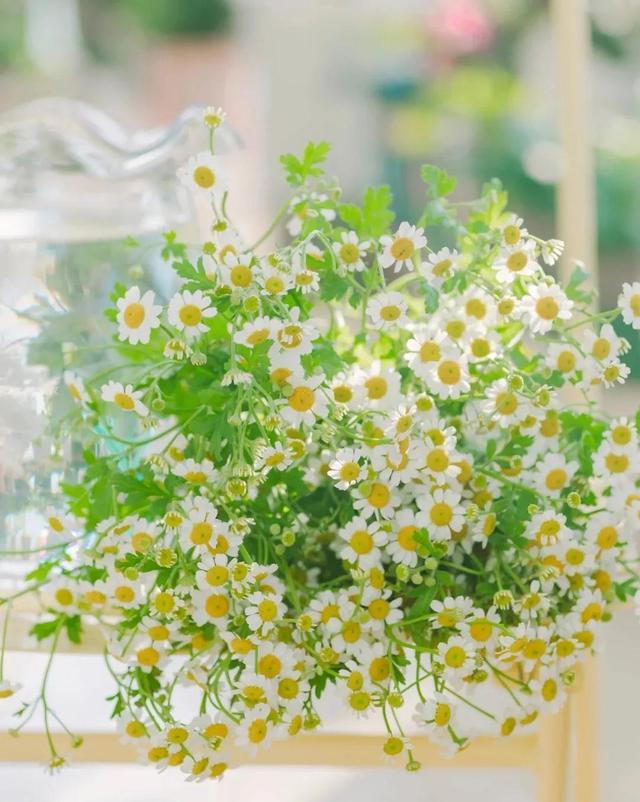 洋甘菊的起源洋甘菊的生长环境,洋甘菊是几年生植物(识花·洋甘菊)