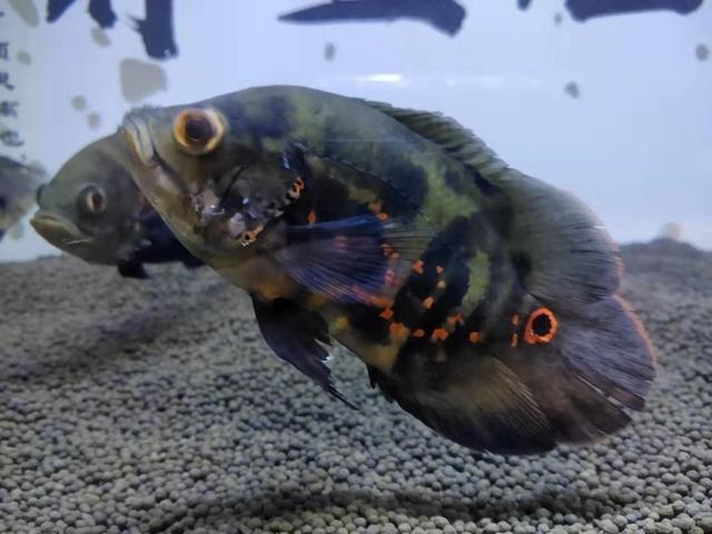 地图鱼为什么会伤痕累累，地图鱼吃小鱼吗（鱼缸养了四条地图鱼水质就浑浊了）