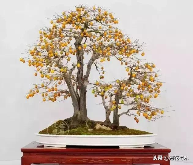 老鸦柿和金弹子的区别，老鸦柿和金弹子谁更容易养活（老鸦柿盆景）