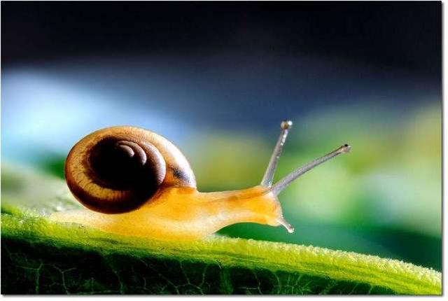 软体动物有哪些，软体类动物有哪些（从远古到现在外形几乎没变化）