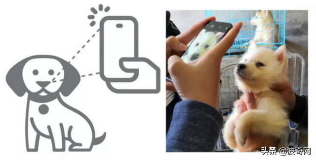 宠物婚介，从官园到闲鱼的“它相亲”蓬勃发展的细分市场