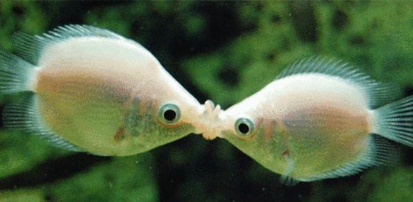 飞凤鱼吃什么食物，飞凤鱼吃什么食物好（哪种工具鱼适合你的鱼缸）