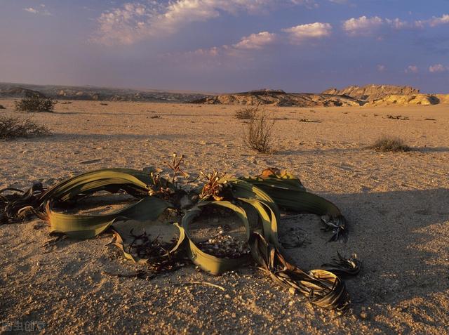 神奇的植物有哪些，世界上最神奇的植物（十种奇特的自然界植物）