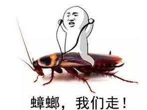 蟑螂会不会咬人，蟑螂会咬人吗（蟑螂除了脏，还有哪些危害）