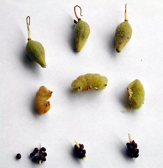 凤仙花果实的特点,凤仙花果实的特点在生长过程(凤仙花的种子成熟后一