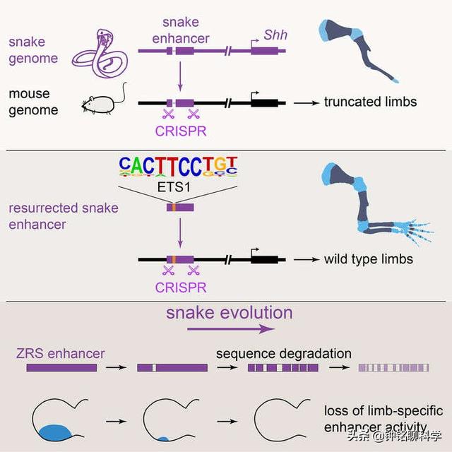 蛇的进化过程，蛇的进化过程 视频（为何要退化四肢用肚皮移动）