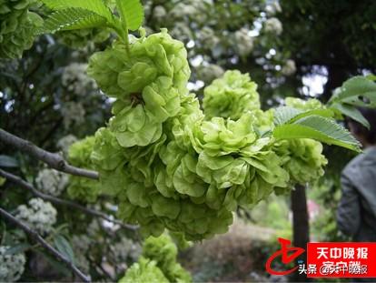 刺儿茶的功效与作用，刺儿茶的功效与作用及副作用（春天的馈赠 常见野菜大全）