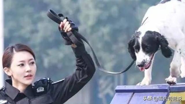 警花与警犬演员表，警花与警犬电视剧剧情（《警花与警犬》故事很好评价却一般）
