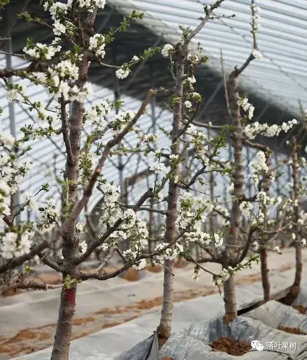 樱桃的特点，欧洲波兰甜樱桃与酸樱桃的商品化栽培历程（樱桃的特点）