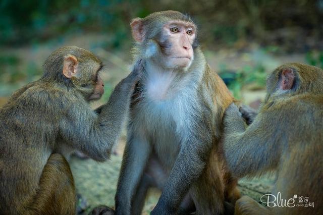 三亚南湾猴岛，三亚的陵水南湾猴岛（这里奉行“多夫多妻”太搞笑）