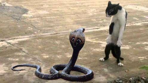 猫为什么不怕蛇，猫为什么不怕毒蛇（让猫咪立于不败之地）
