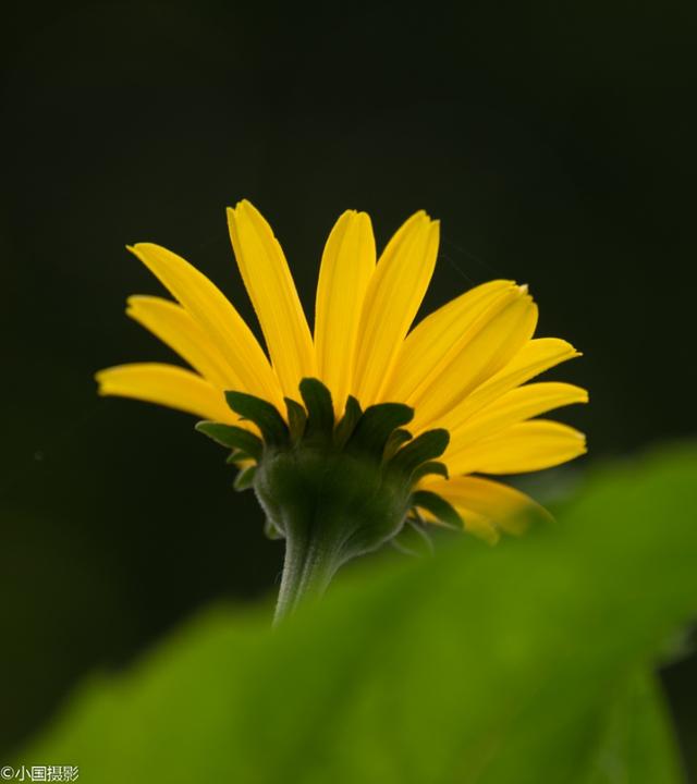 菊芋花的花语，形容菊芋花的句子（花开富贵热情奔放）