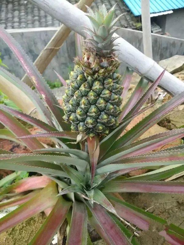 霸王花是火龙果的花吗，昙花、霸王花、火龙果花和令箭荷花的区别（奶奶把一根枝插土里）