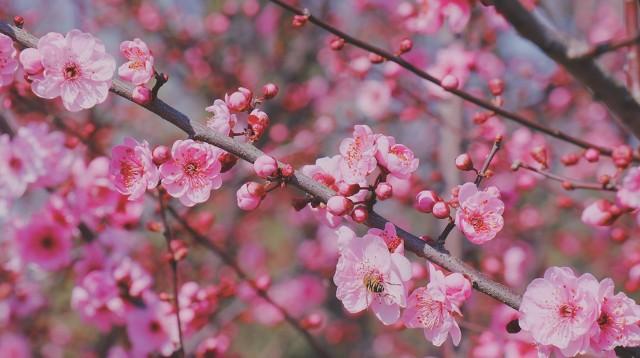 杭州必去的景点，杭州旅游必去景点推荐（杭州旅游十大必去打卡景点）