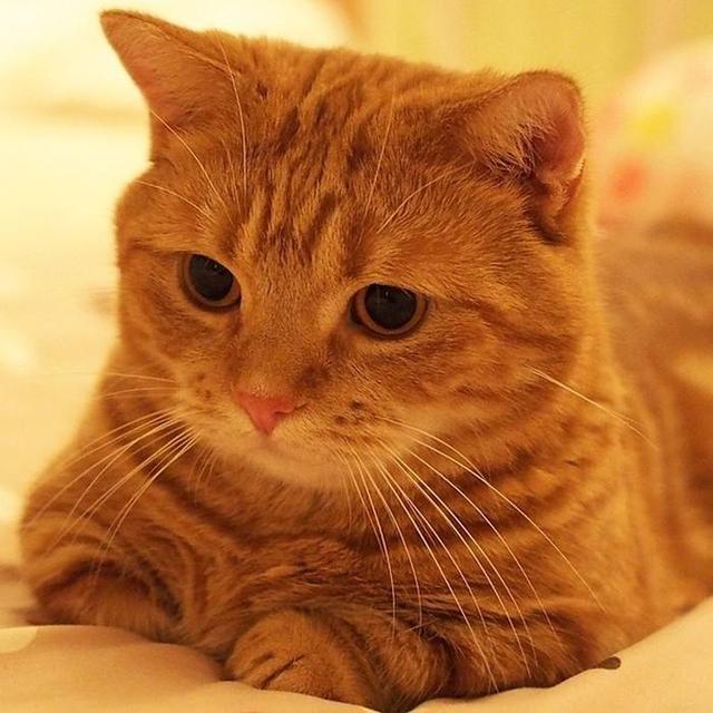 猫会摔死吗，猫从楼上摔下去吐血了怎么办（大多数猫竟然都能活下来）