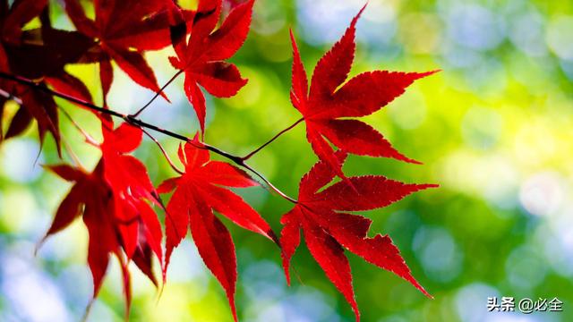 常绿树有哪些，庭院常青树有哪些（常见的秋色叶树种有哪些）