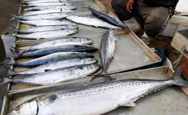 秋刀鱼的营养价值，秋刀鱼的营养价值是什么（人工无法养殖）