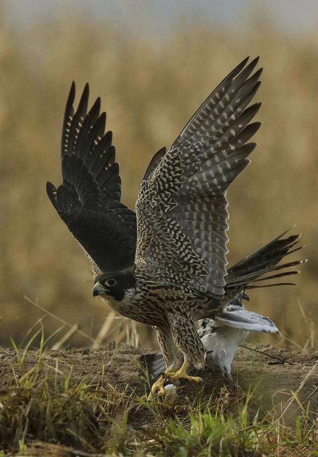 隼是什么鸟，生物演化史上的速度巅峰（隼是什么鸟吃什么食物）
