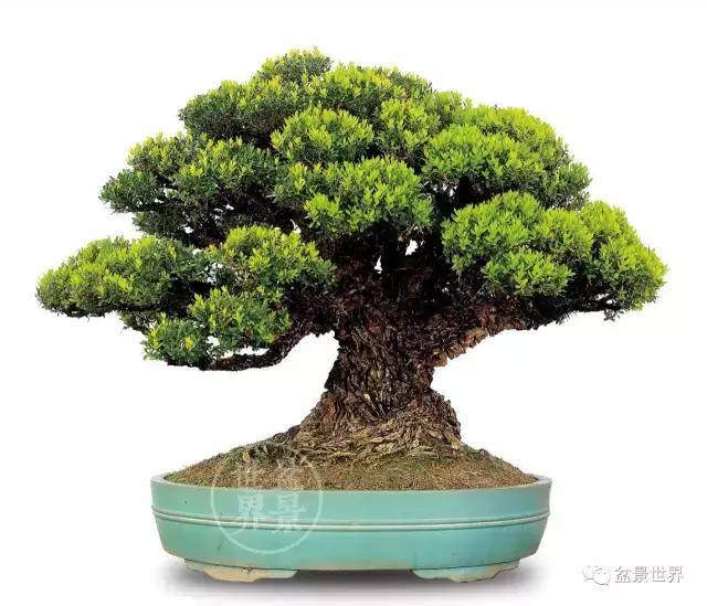 黄杨木盆景养护注意事项，怎样养黄杨木盆景（一组黄杨盆景精品欣赏）