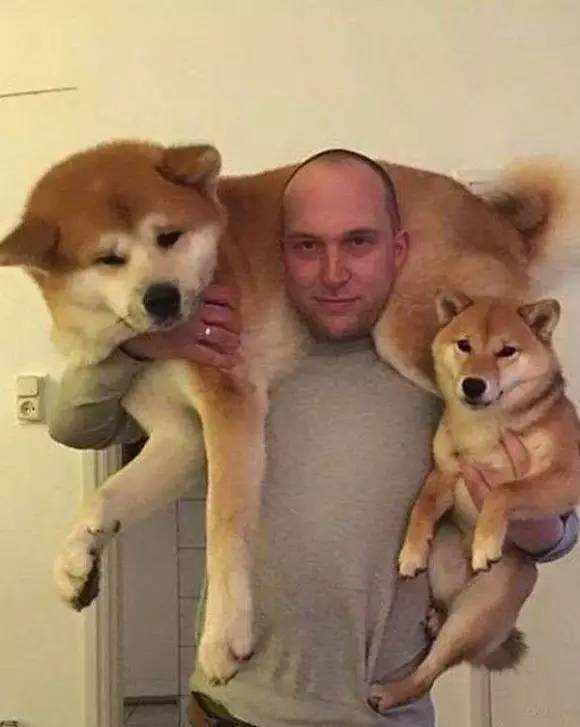 秋田和柴犬的区别有哪些，秋田犬和柴犬的区别是什么（它们俩有何不同之处呢）